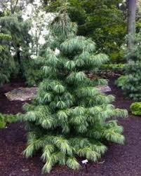 * we also have black japanese pine, mexican weeping pine, & mugo pine tree seeds available in our store! Pinus Koraiensis Oculus Draconis Singing Tree Gardens Nursery Conifers Garden Dwarf Trees For Landscaping Evergreen Garden