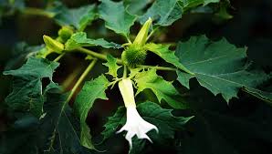 Image result for z p%u0159ednice jedovat 