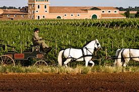 Bodega los aljibes has 178 hectares of its own vineyard, bordering on 1,000 meters of altitude. Bodega Los Aljibes Bodega Vinedo La Mancha