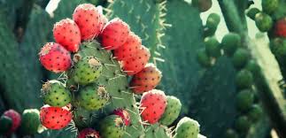 Los cactus son muy importantes en los ecosistemas secos (áridos) ya que dan protección a gran cantidad de especies. Cactus Mexicain Plante Vitale Mexique Decouverte