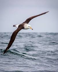 Um Jovem De Albatroz De Sobrancelha Em Voo Sabia Que Existem Diferencas Entre Jovens E Adultos De Varias Especies De Aves Albatroz Especies De Aves Animais