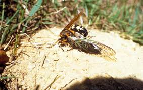 When the holes are new, you still have the potential to kill the larvae and adults. Cicada Killer Wasps Are No Cause For Concern Msu Extension