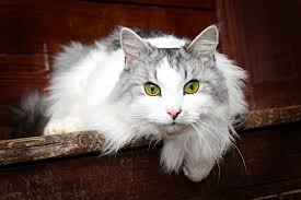 A lot of conflicting info here. Top Hypoallergenic Cats For Allergy Sufferers