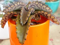 Image result for Kalanchoe daigremontiana