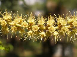 Image result for Falkia oblonga