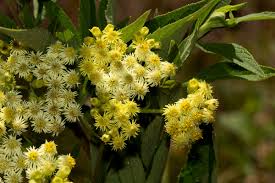 Image result for Microglossa