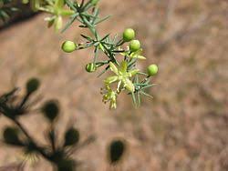 Image result for Asparagus migeodii