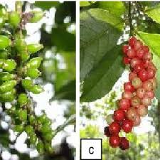 Pertumbuhan cepat dan relatif berumur panjang, yaitu sekitar 120 tahun. Gambar 3 18 Pohon Kawista Di Tegalan A Struktur Daun Kawista B Download Scientific Diagram