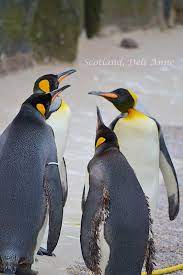 edinburgh penguins by delianne
