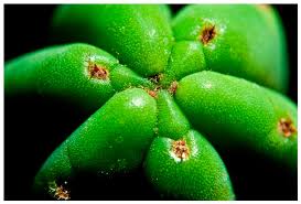 According to several cactus practitioners, san pedro cactus cactus incense is the greatest of all the plant teachers on the south american continent. San Pedro Cactus Powder Trichocereus Pachanoi From Peru Shamandealer Blog