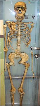 Renaissance, period in european civilization immediately following the middle ages and conventionally held to have been characterized by a surge of interest in classical scholarship and values. Homo Erectus Body Features Running And Turkana Boy Facts And Details