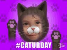 Check spelling or type a new query. Caturday Meme Gifs Tenor