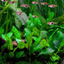 In its native land, the beginners may think that the cryptocoryne wendtii has died off but after some time the plant will. Cryptocoryne Wendtii Green Wendts Wasserkelch Grun Invitro