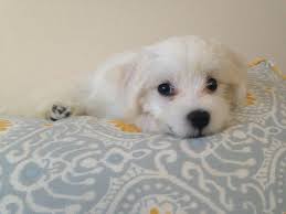 Indigo White (uimindigowhite) - Reddit