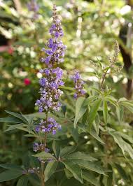 Image result for Vitex