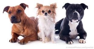 Scientific Classification Of Pet Dogs