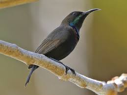 Image result for Searsia tenuinervis