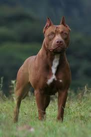Pin On Pit Bull