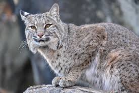 Many bobcats are present in zoos in the international species information service lists 245 captive bobcats worldwide, with 191 being in u.s. Bobcat The Maryland Zoo