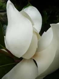 Una pianta rampicante sempreverde con bellissimo fogliame e che produce fiori color porpora e frutti di grandi dimensioni commestibili. M Di Magnolia Grandiflora Consigli Tra Le Piante Sempreverdi E Enorme E Ha Fiori Profumati