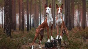 Read more about this dog breed on our ibizan hound breed information page. Ibizan Hound Full Profile History And Care