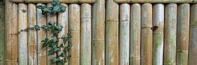 Bamboo is the most environmentally friendly wood product on earth because it is the fastest growing plant on record. Fencing With Bamboo Groovy Green