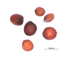 Image result for Eragrostis racemosa