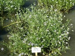 Image result for Justicia rodgersii