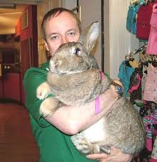 They can be 20 pounds and upwards. There Are Breeds Of Rabbits That Weigh 20 Lbs Who Knew Flemish Giants Rabbit Breeds Pet Bunny Giant Rabbit
