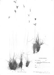 Image result for Bulbostylis schoenoides