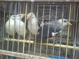 Use them as wallpapers for your mobile or desktop screens. Jalak Putih Dan Kepopulerannya Di Dunia Para Pencinta Burung