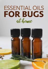 Helping to deter mice, spiders, and other garden pests. How To Use Essential Oils For Pest Control Five Spot Green Living