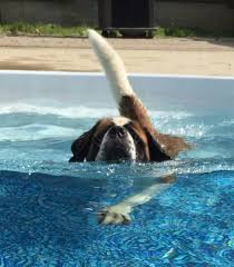 Beethoven My St Bernard Did The Same Thing In A Pond Across From My House And Trust Me He Smelt Awful St Bernard Dogs St Bernard Nanny Dog