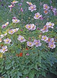 Pin On Low Maintenance Cottage Garden