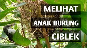 Berikut aksi burung ciblek kapas atau ciblek putih gacor yang baru dicabut dari kandang ternak, suaranya yang khas ngbren. Melihat Sarang Burung Ciblek Youtube