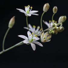 Image result for Ornithogalum seineri