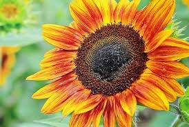 Sunflower marks the second collaboration by post malone and swae lee. Firecracker Sunflower Premium Garden Seeds Hoss Tools