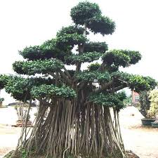 Landscaping Tree Ficus Microcarpa Zhangzhou Shunxin Gardening Co Ltd Microcarpa Ficus Microca Ficus Microcarpa Bonsai Garden Ficus