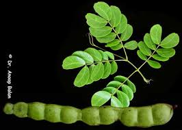 Image result for Elephantorrhiza suffruticosa