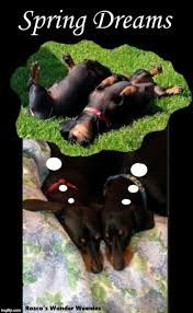 Dogs' Spring Dreams - Imgflip