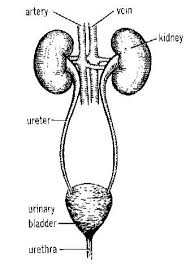 Human Body Science Experiments Bladder And Kidney Excretory System Human Body Systems Urinary System Activities