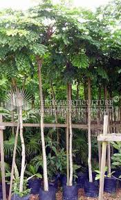 Image result for Erythrophleum