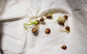 How fast does grass seed grow? How To Grow A Lemon Tree From Seed Step By Step Guide