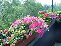 Image result for foto petúnie