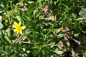 Image result for Chrysanthemoides monilifera