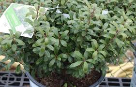 From renowned plantsman bert verhoef, it shares the same dwarf habit and neat, variegated foliage of the original my monet® weigela but is exceptionally strong. Weigela My Monet Purple Effect New For 2021 Wilson S Garden Center