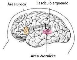 El área de broca y el área de wernicke se conectan mediante un grupo de fibras nerviosas conocido como el fascículo aqueado. Area De Broca Y Wernicke Diferencias Y Funciones Con Imagenes