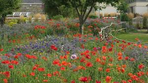 Apr 21, 2021 · as part of this initiative, and with the support of the nation, keelings plan to scatter 100,000,000 wildflower seeds in ireland this summer. Go Wild In The Garden How To Sow Your Own Wildflower Meadow