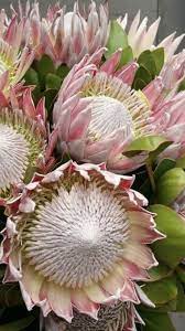 Protea Flower Wholesale Flowers Protea Flower Protea Plant