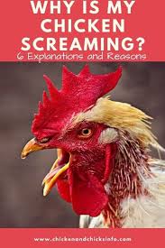 I enjoyed evie and her break from the boredom of the retirement home. Why Is My Chicken Screaming 6 Possible Reasons Chicken Chicks Info
